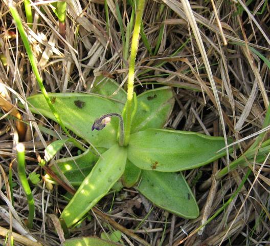 Pinguicula × dostalii