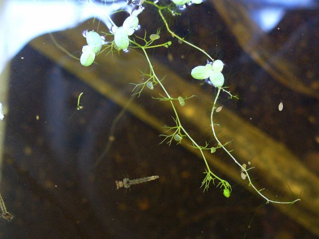 Utricularia minor2