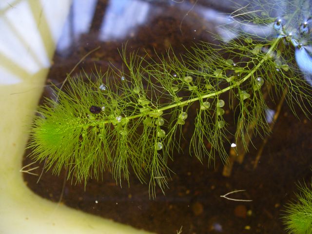 Utricularia vulgaris2