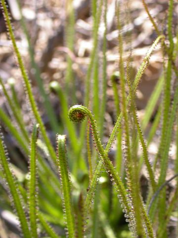 Drosophyllum lusitanicum6