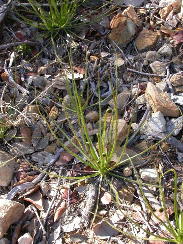 Drosophyllum lusitanicum8