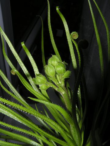 Drosophyllum lusitanicum12