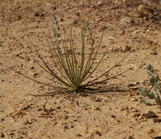 Drosophyllum lusitanicum16