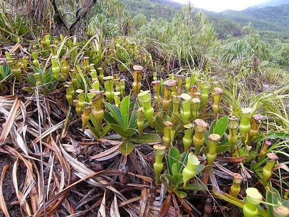 anurosperma pervillei3