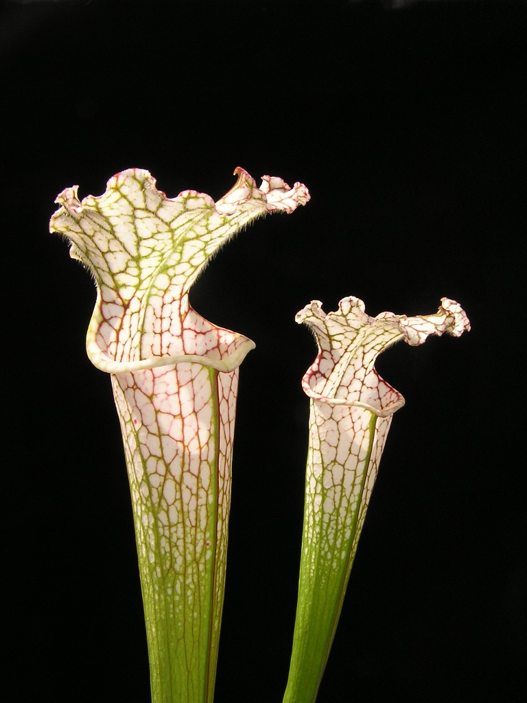 Sarracenia leucophylla2