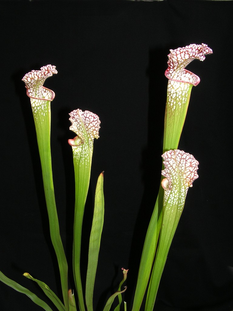 Sarracenia leucophylla3