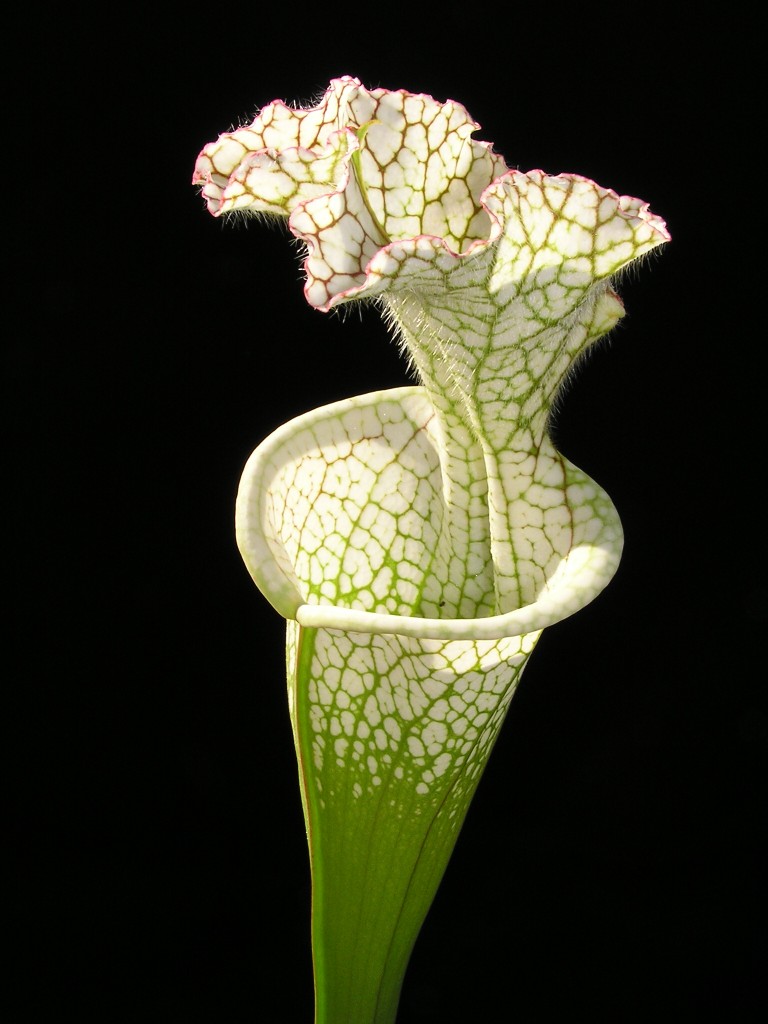 Sarracenia leucophylla4