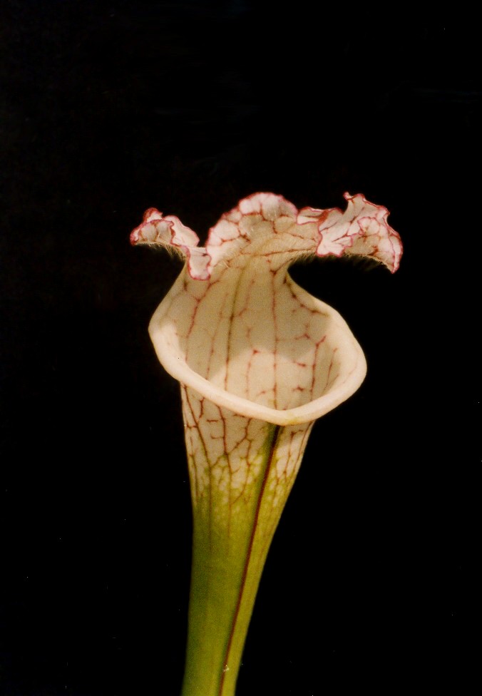 Sarracenia leucophylla zářivě bílá2
