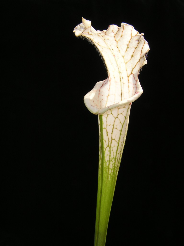 Sarracenia leucophylla ''alba''