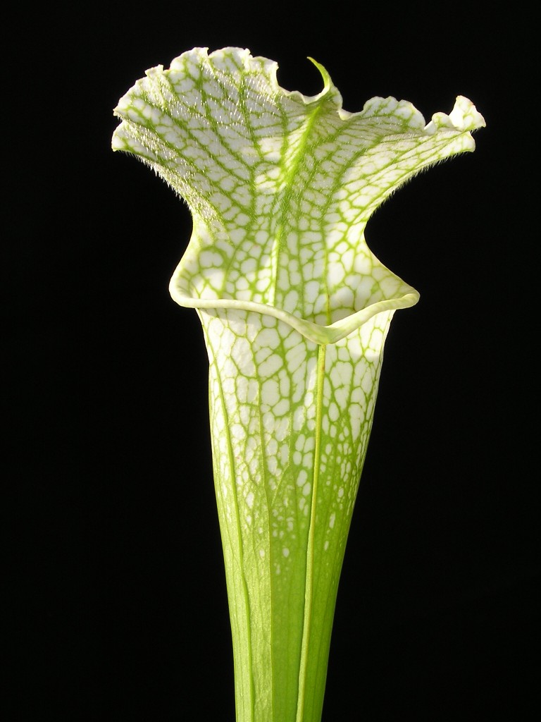 Sarracenia leucophylla ''Schnell's Ghost Yellow flowered''
