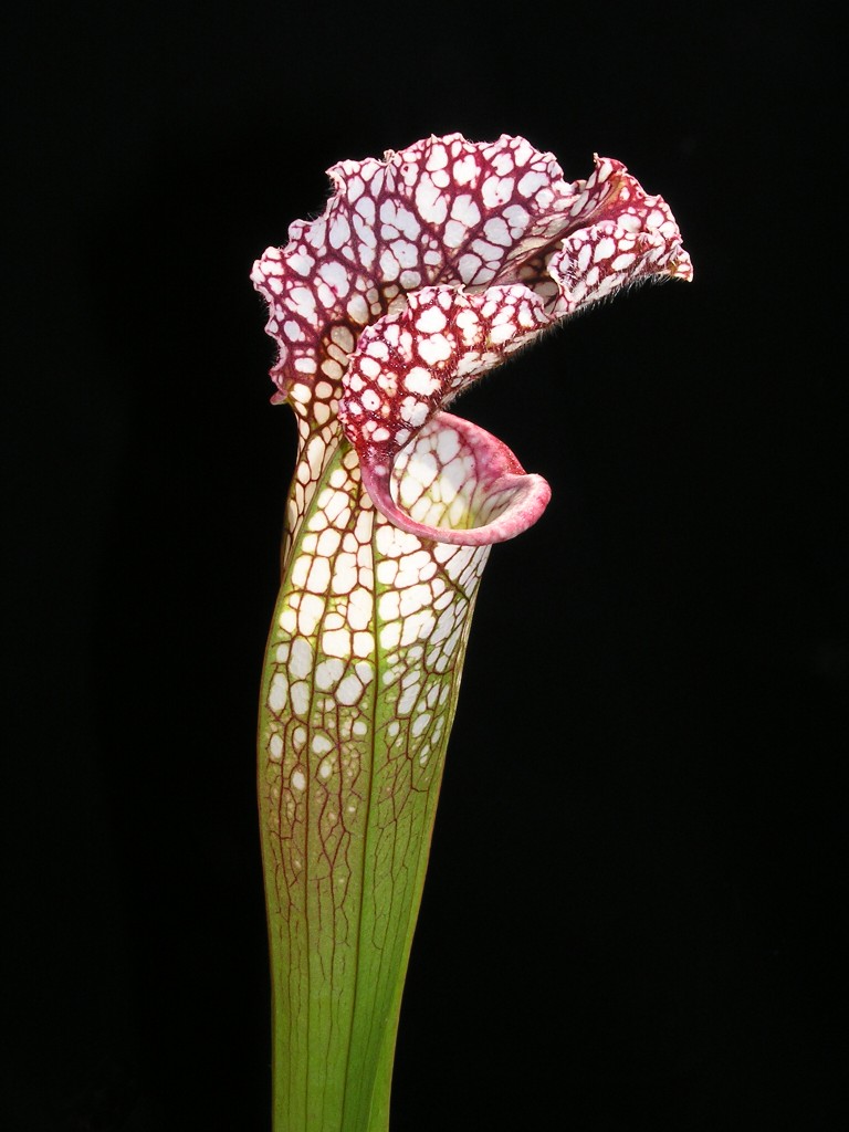 Sarracenia leucophylla červená