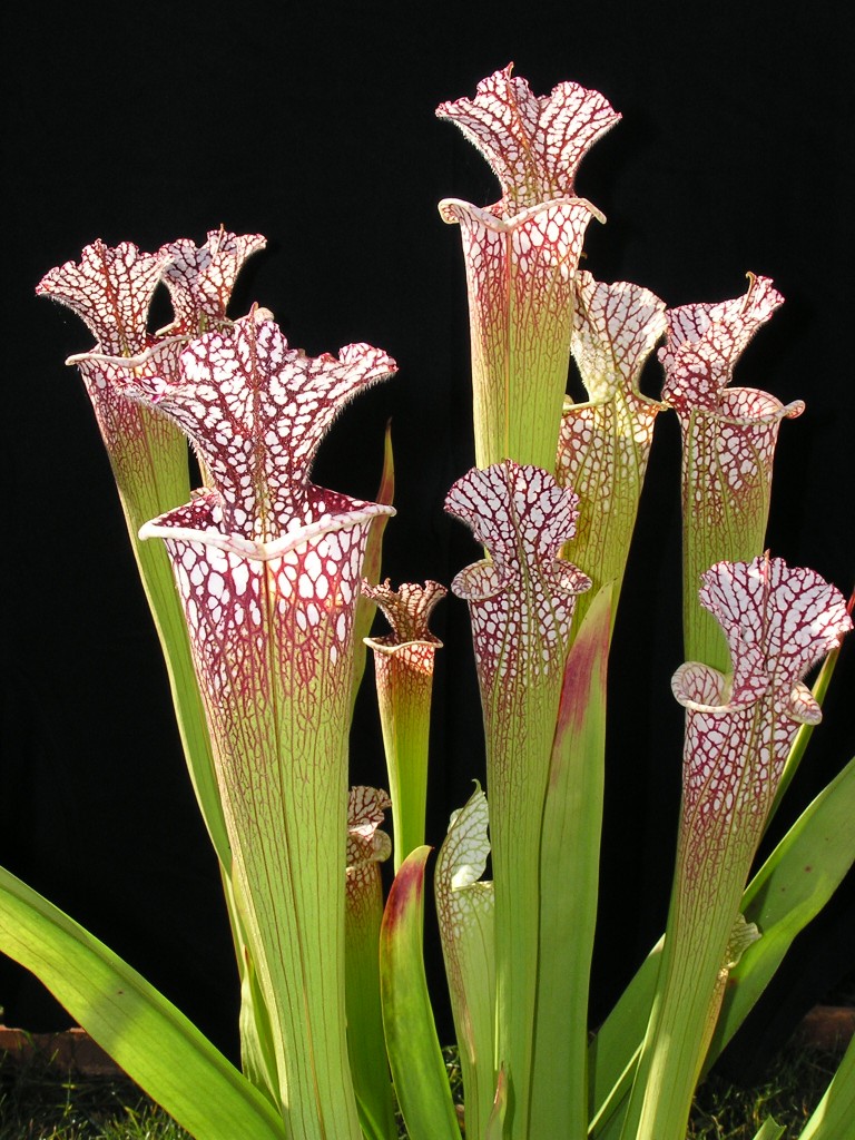 Sarracenia leucophylla široká láčka