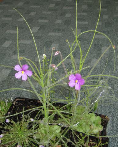 Byblis filifolia ''Honeymoon Beach''