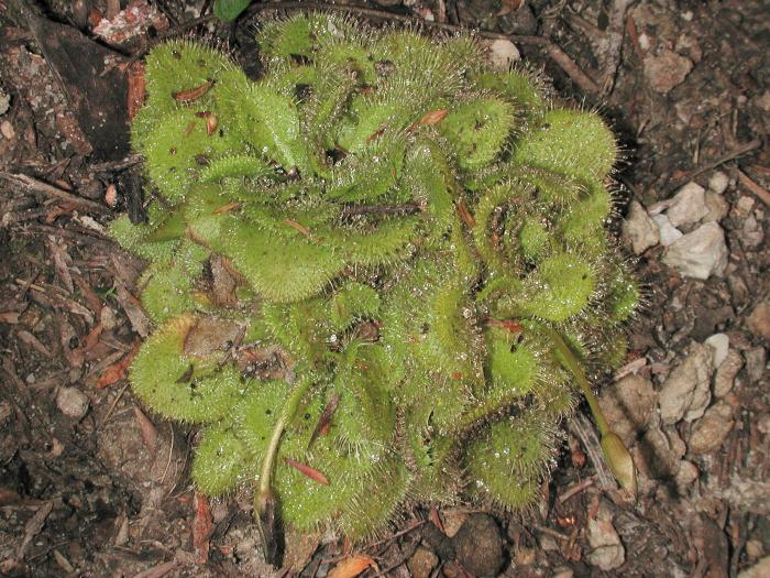 Drosera glanduligera