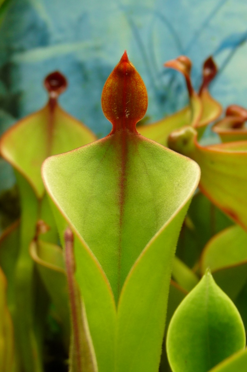 heliamphora parva