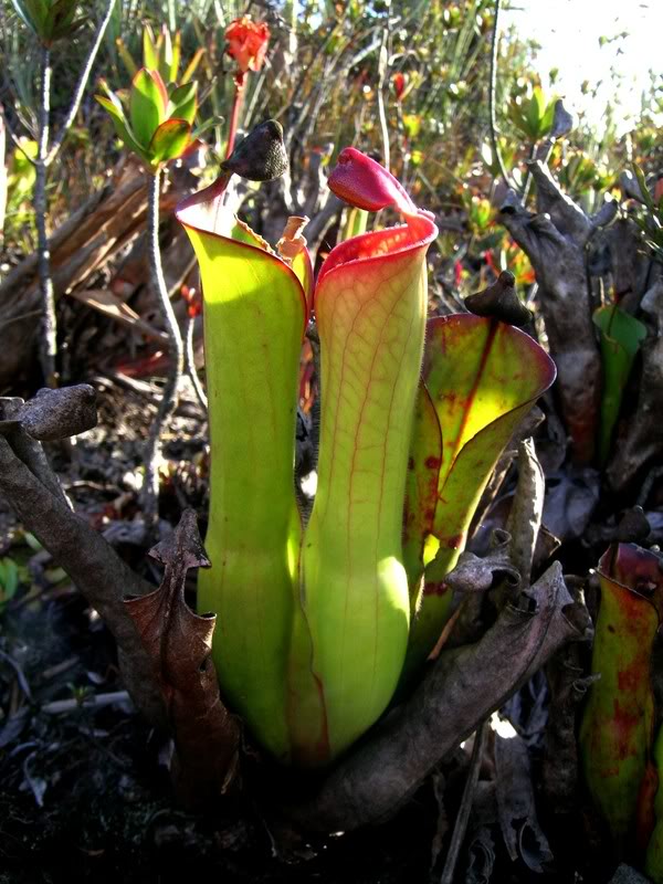 Heliamphora macdonaldae