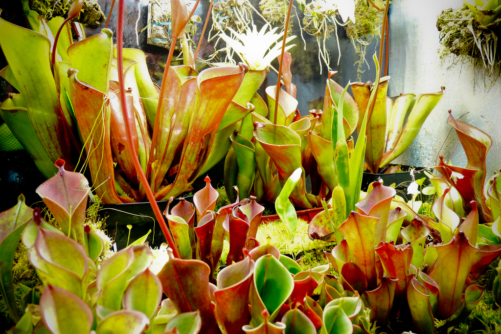 heliamphora exappendiculata