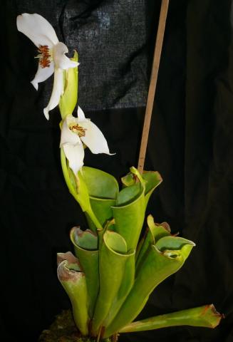 heliamphora tatei var. tatei