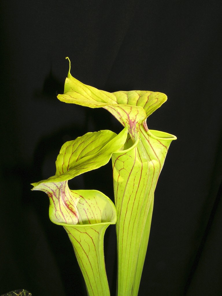 Sarracenia flava var. flava
