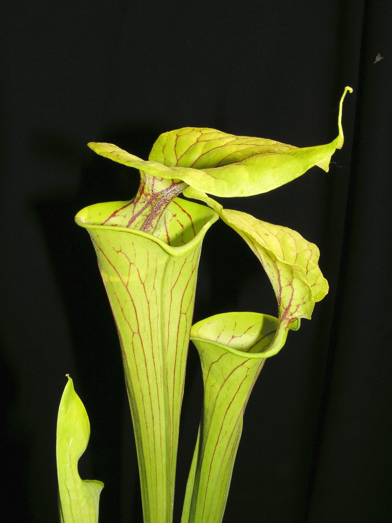 sarracenia flava var. flava2