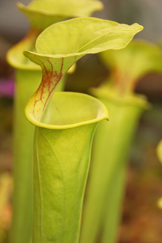 Sarracenia flava var. flava3