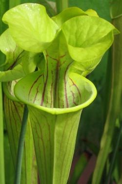 Sarracenia flava var. flava5