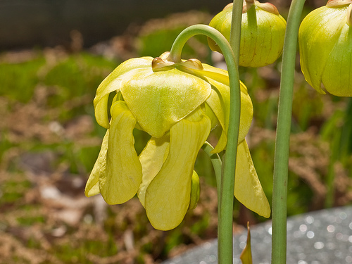 Sarracenia flava var. flava6