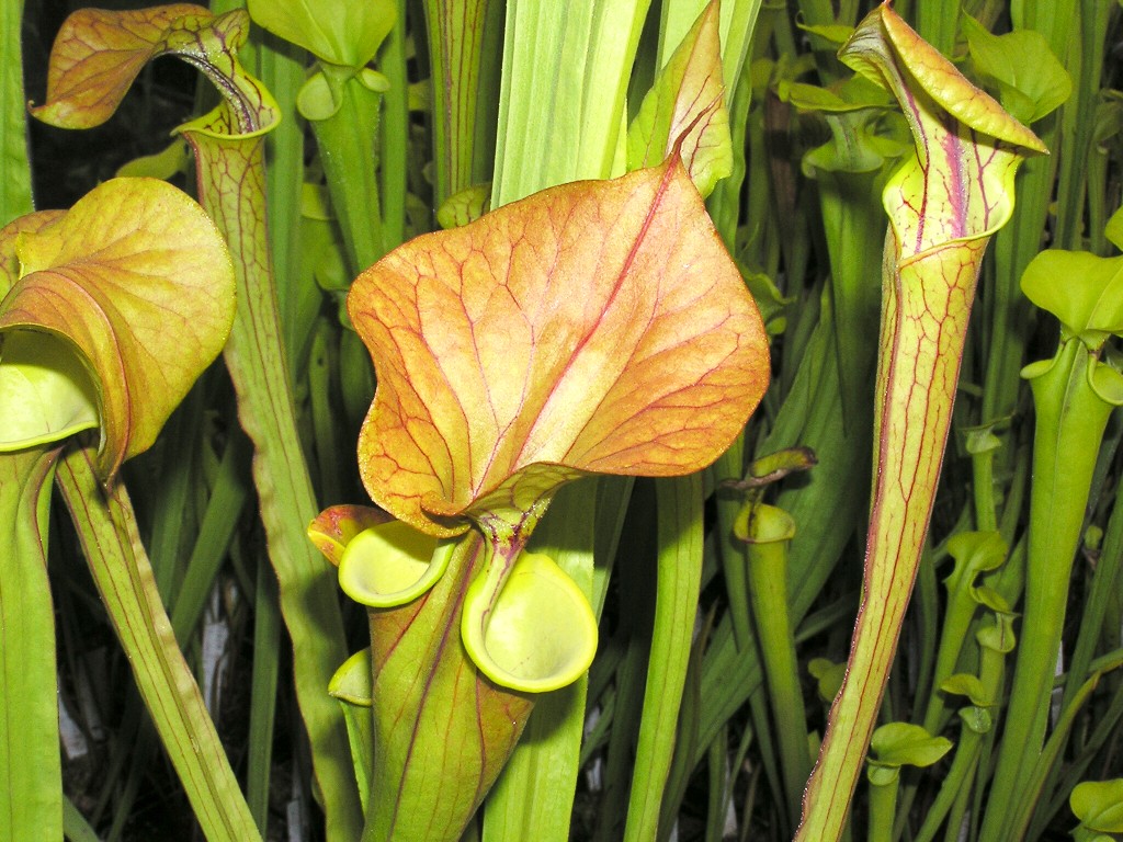 Sarracenia flava var. cuprea4