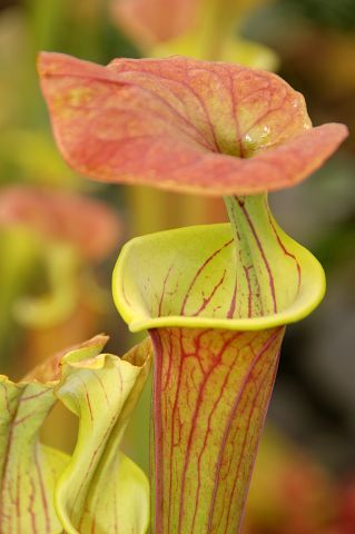 Sarracenia flava var. cuprea6