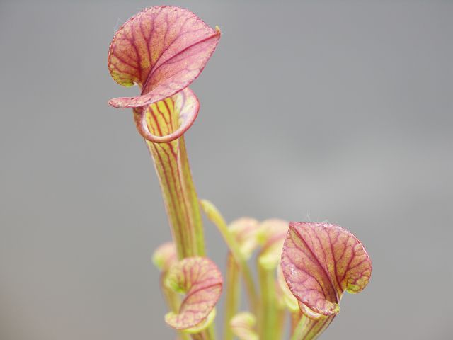 Sarracenia flava var. cuprea7