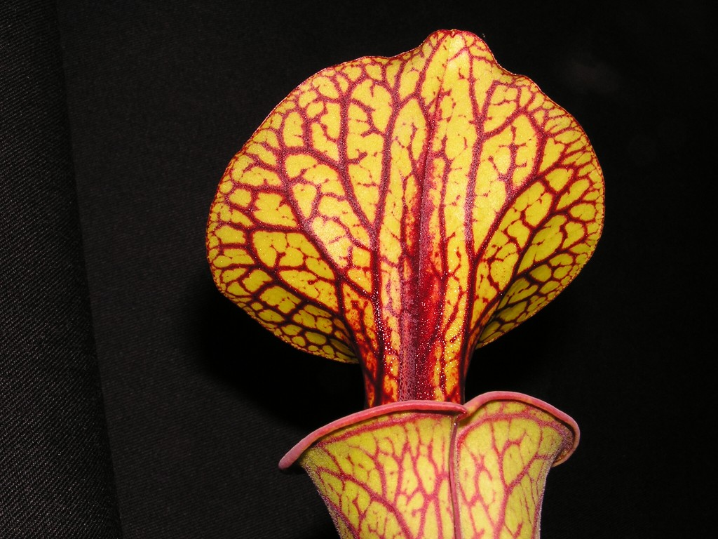 sarracenia flava var. ornata3
