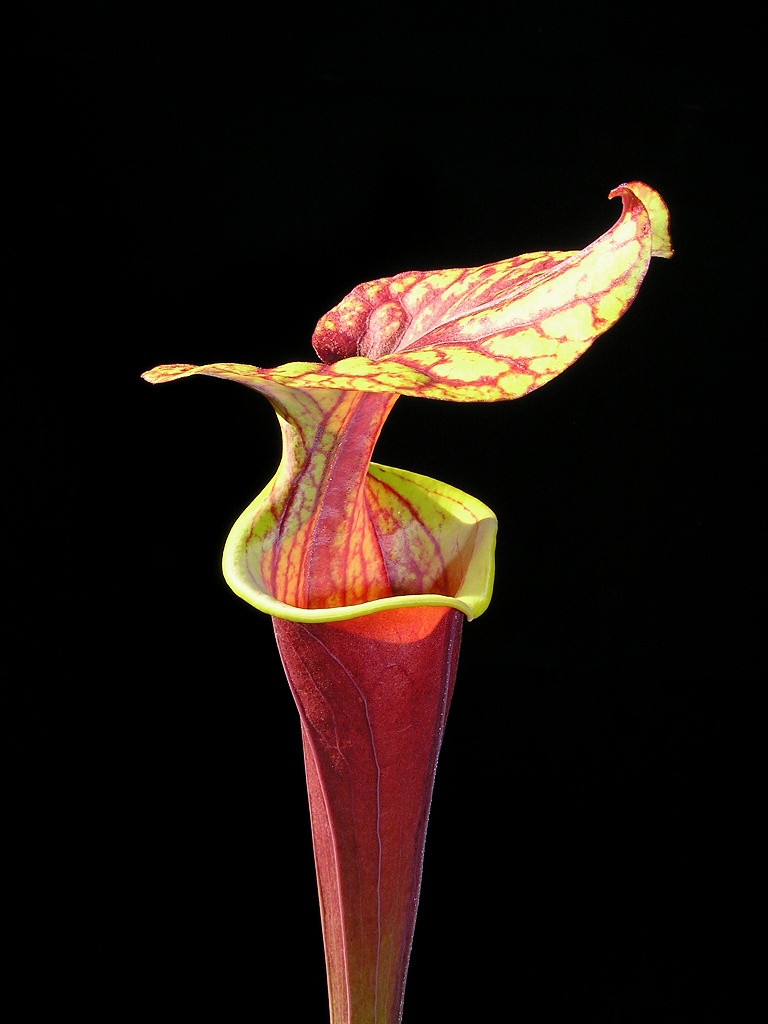 Sarracenia flava var. rubricorpora klon f45