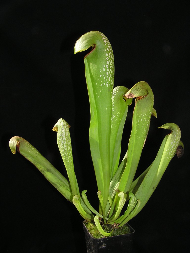 Sarracenia minor var. minor