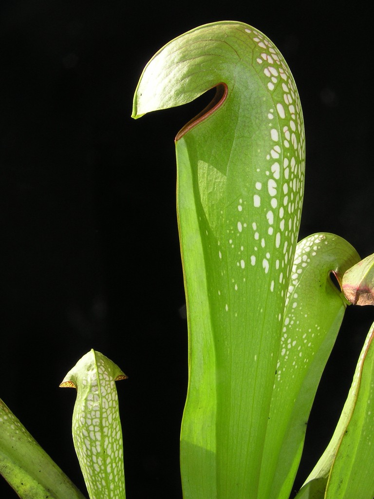 sarracenia minor var. minor2