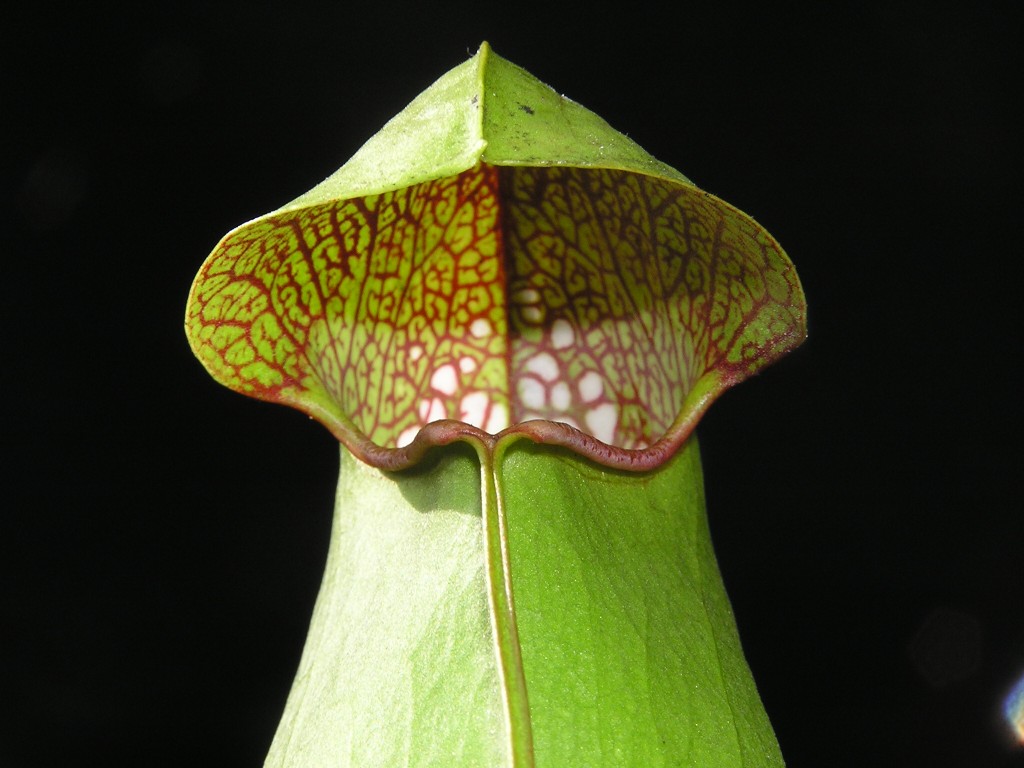 Sarracenia minor var. minor4