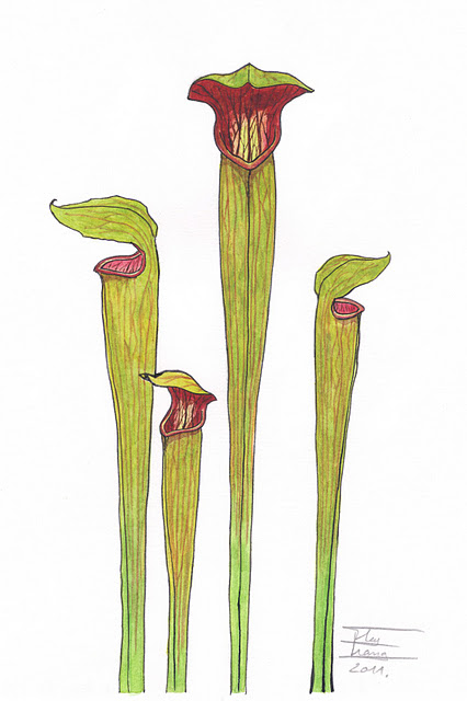 Sarracenia alata var. rubrioperculata2