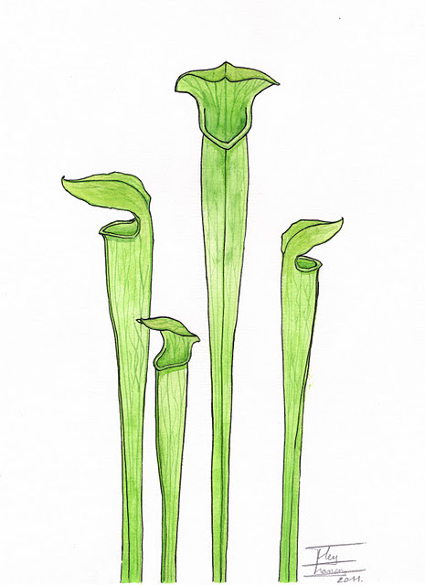 Sarracenia alata f. viridescens2