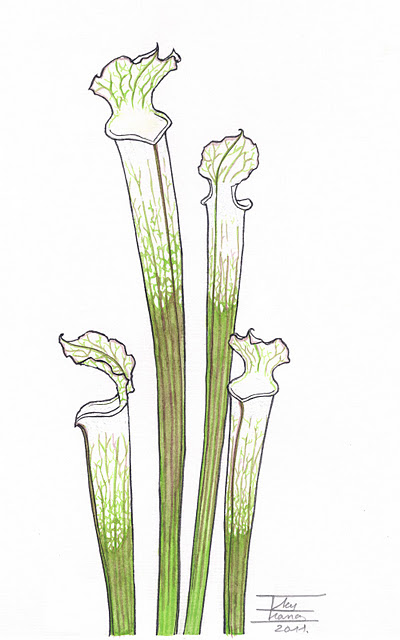 Sarracenia leucophylla var. alba2