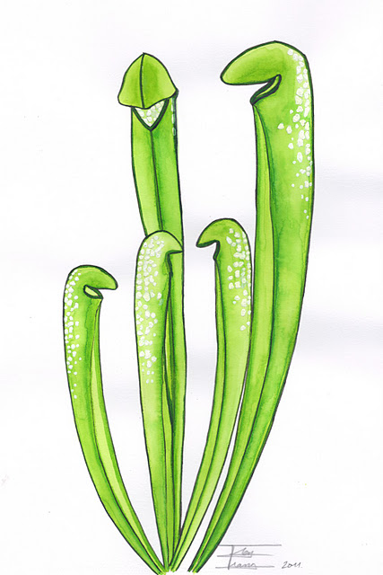 Sarracenia minor var. minor f. viridescens2