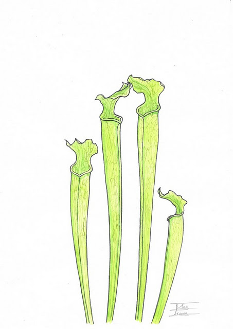 Sarracenia alabamensis