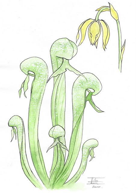 Darlingtonia californica f. viridflora