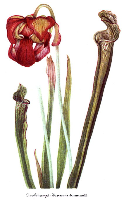 Sarracenia drummondii