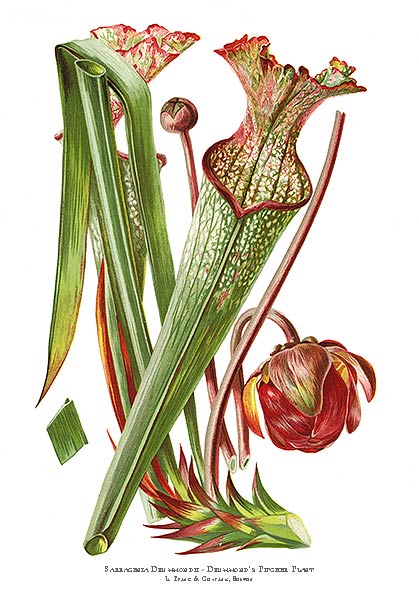 Sarracenia drummondii2