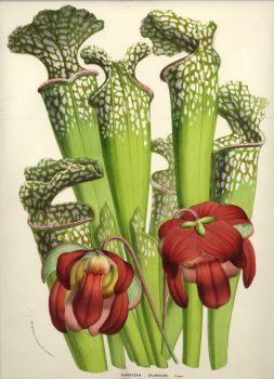 Sarracenia drummondii6