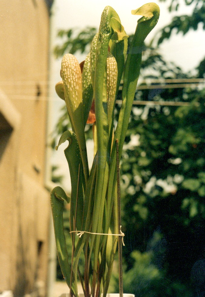 Sarracenia minor var. okefenokeensis