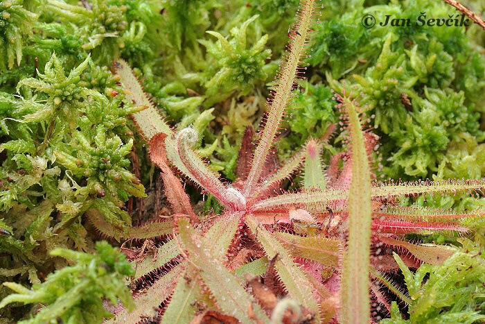 Drosera adelae