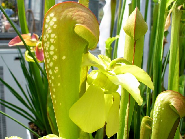 Sarracenia minor var. okefenokeensis3
