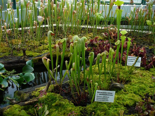 Sarracenia minor var. okefenokeensis5
