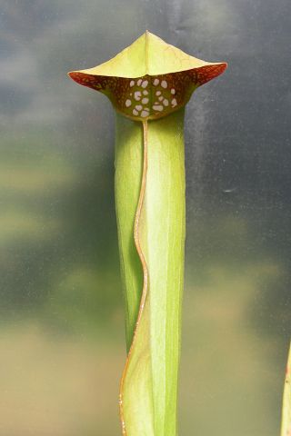 Sarracenia minor var. okefenokeensis6