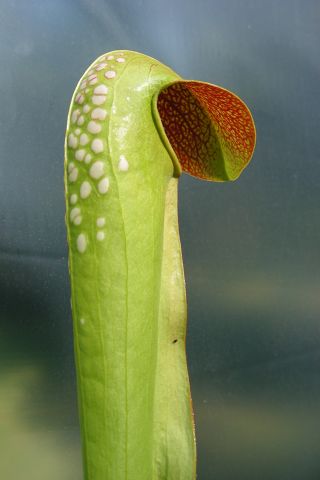 Sarracenia minor var. okefenokeensis7